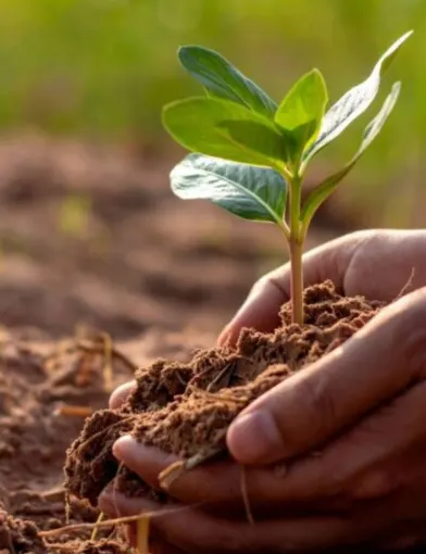 soil and plant