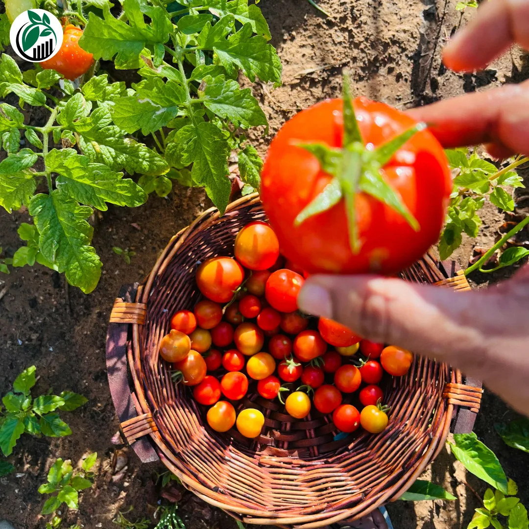 Fruit & Vegetable Gardening