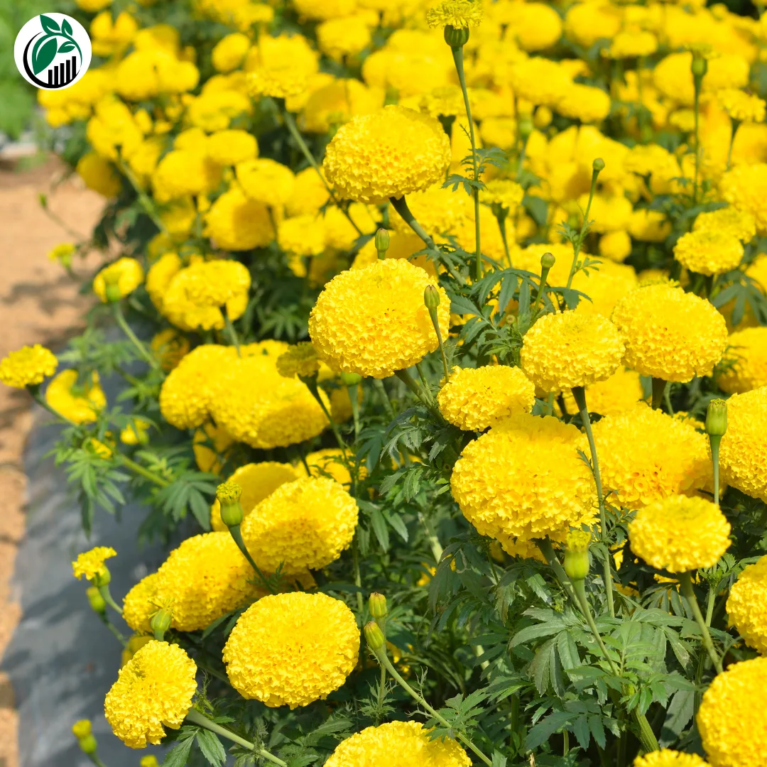 Marigold Farming