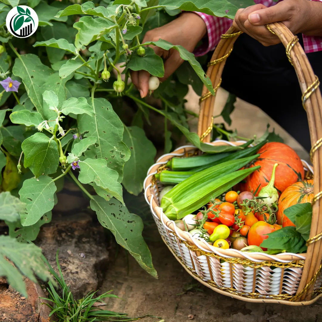 Vegetable Gardening