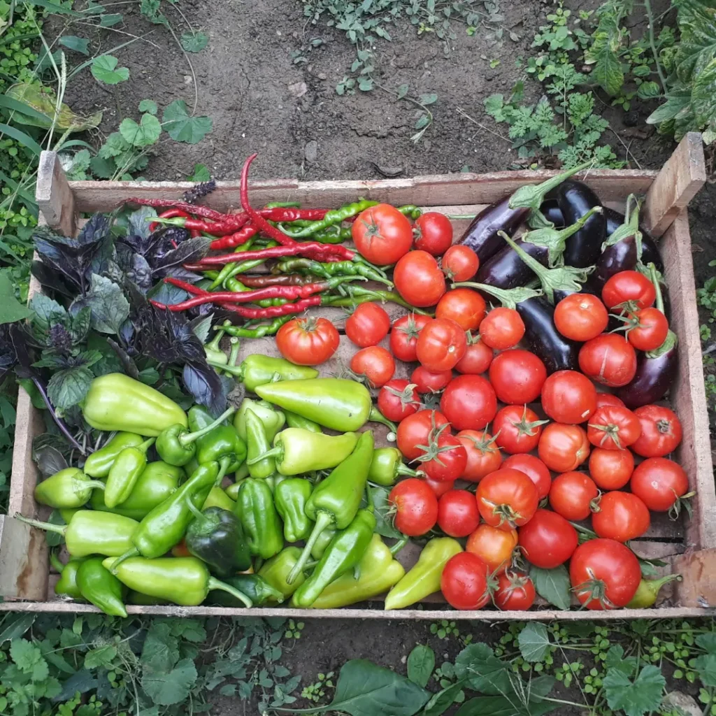 vegetable guide